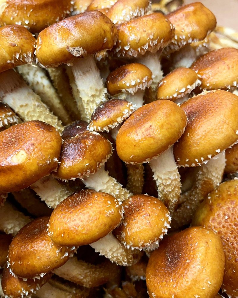 Barrels & Bins Natural Market Logo