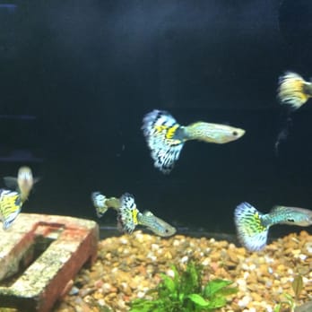 Country Critters - Pet Stores Near Me - Patchogue, New York