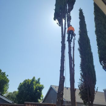 Montes Tree Services - Workers taking down the branches on the way to the top - Tree Services Near Me Montes Tree Services - Workers taking down the branches on the way to the top - Tree Services Near Me