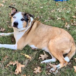 Groomingdale's - This is my Husky/Pit mix after his bath and brush out.