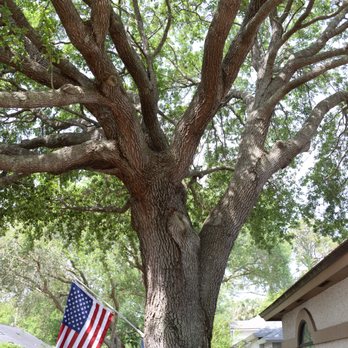 Lucas Tree Service - Tree Services Near Me - Atlantic Beach, Florida