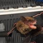 Photo of Bat and Wildlife Solutions