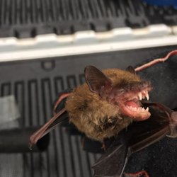 Bat and Wildlife Solutions - Michigan Bat Removal