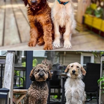 Common Sense Canine - Pet Training Near Me Common Sense Canine - Pet Training Near Me
