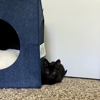 Tree House Humane Society - Animal Shelters Near Me - Chicago, Illinois Tree House Humane Society - Animal Shelters Near Me - Chicago, Illinois