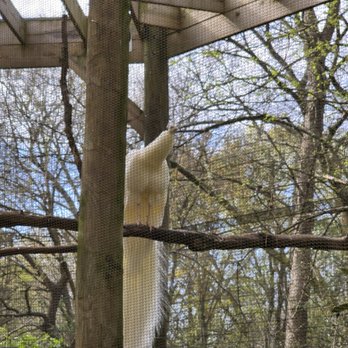 Zoo Atlanta - Zoos Near Me - Atlanta, Georgia Zoo Atlanta - Zoos Near Me - Atlanta, Georgia