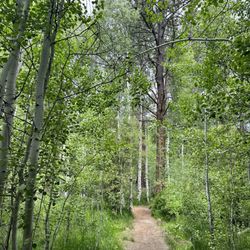 Shevlin Park - Aspen Trail