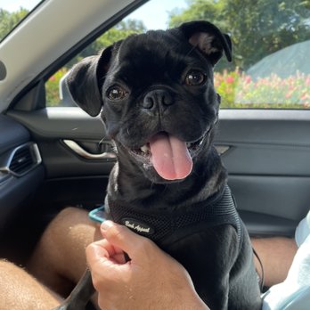 Back Bay Veterinary Hospital - Happy Vader - Veterinarians Near Me - Newport Beach, California