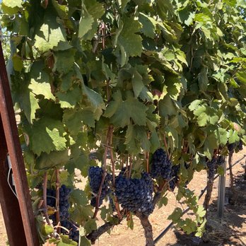 BOTTAIA Winery - Wine Tasting Room Near Me - Temecula, California