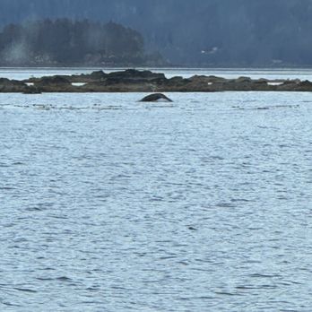 Juneau Lighthouse Tours - Whale Watching Tours Near Me - Juneau, Alaska