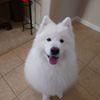 Jaemeson’s Furry Family gift card