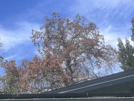 Northern Valley Tree Service on Yelp