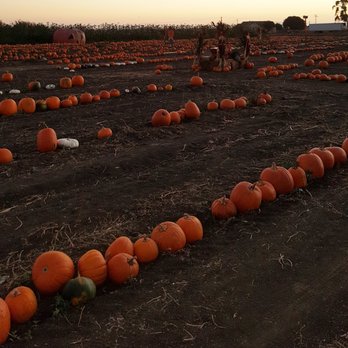Lil Tommy's Pumpkin Patch - Festivals Near Me - Ventura, California Lil Tommy's Pumpkin Patch - Festivals Near Me - Ventura, California