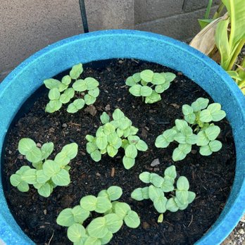 Garden Exchange Stands - Okra - Community Gardens Near Me - Mesa, Arizona