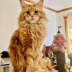 Overpeck Creek Animal Hospital - Our beloved Maine Coon