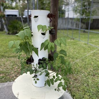 Atlantic Beach Urban Farms - How they grow their amazing produce! - Farms Near Me - Atlantic Beach, Florida Atlantic Beach Urban Farms - How they grow their amazing produce! - Farms Near Me - Atlantic Beach, Florida