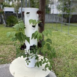 Atlantic Beach Urban Farms - How they grow their amazing produce!