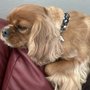 Photo of Chisholm Creek Pet Resort