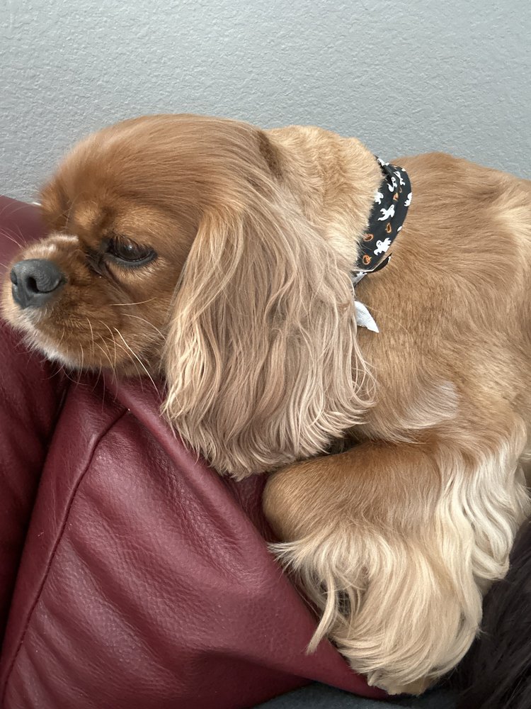 Chisholm Creek Pet Resort - pet boarding facility in Wichita, KS