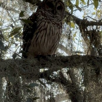 Airboat Adventures - Owl - Boat Tours Near Me - Lafitte, Louisiana