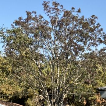 Royal Tree Experts - Tree Services Near Me