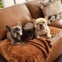 Photo of Pawsitive Furfection