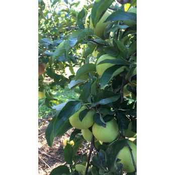 Sutters Ridge Farm - They have 13 rows of different kinds of apples! - Fruits & Veggies Near Me - Mount Horeb, Wisconsin Sutters Ridge Farm - They have 13 rows of different kinds of apples! - Fruits & Veggies Near Me - Mount Horeb, Wisconsin