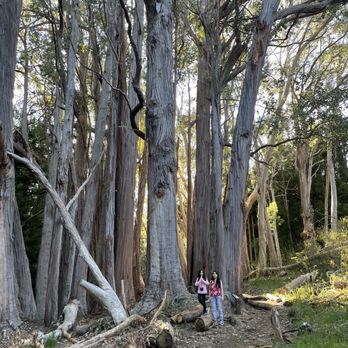 Hosmer Grove Campground - Trees - Campgrounds Near Me - Kula, Hawaii