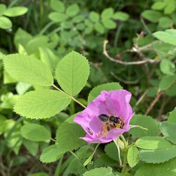Terwillegar Park - Dog Parks Near Me - Edmonton, Alberta