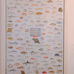 Azumi - Fishes picture
