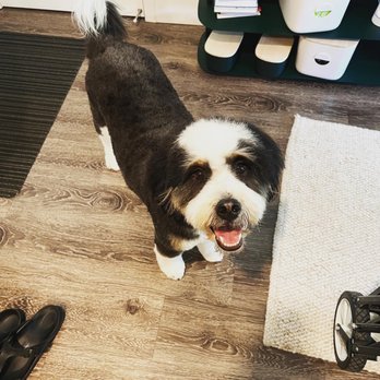 My Doodle Crush - my 2-year old mini-bernadoodle! - Pet Breeders Near Me My Doodle Crush - my 2-year old mini-bernadoodle! - Pet Breeders Near Me