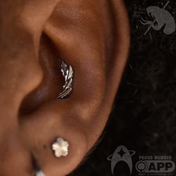Aesthetic Ambition Piercing and Fine Jewelry - French conch