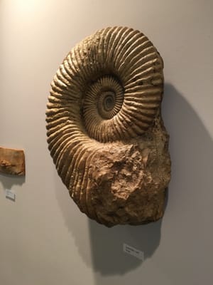 Earth Experience - Middle Tennessee Museum of Natural History by null