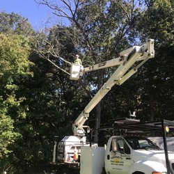 Tennett Tree Services - Taking down a dead tree.