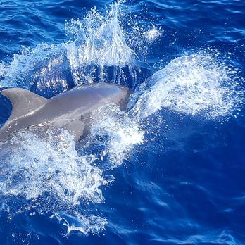 Holoholo Charters - Spinners - Boating Near Me - Eleele, Hawaii