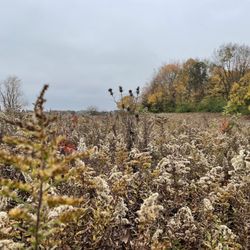 Walnut Woods Metro Park