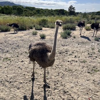 Ostrichland USA - Attraction Farms Near Me - Solvang, California Ostrichland USA - Attraction Farms Near Me - Solvang, California