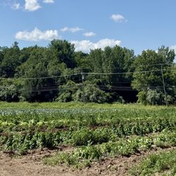 Carmody's Farm