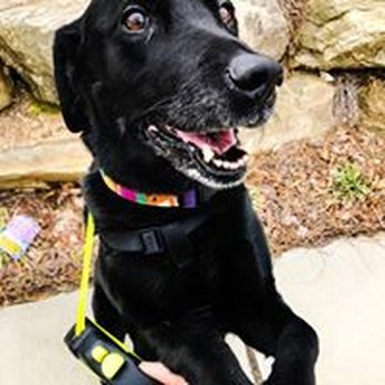 Furbaby Pet Sitters - Dog Walkers Near Me - Raleigh, North Carolina Furbaby Pet Sitters - Dog Walkers Near Me - Raleigh, North Carolina