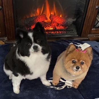 Clip & Dip Grooming - Pepe'LaPew and Gidget - Pet Groomers Near Me - Everett, Massachusetts Clip & Dip Grooming - Pepe'LaPew and Gidget - Pet Groomers Near Me - Everett, Massachusetts