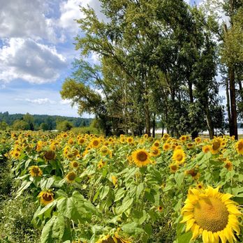 Schilter Family Farm - Sunflower Field - Pumpkin Patches Near Me - Lacey, Washington Schilter Family Farm - Sunflower Field - Pumpkin Patches Near Me - Lacey, Washington