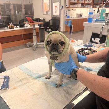 VEG ER for Pets - Emergency Pet Hospital Near Me - Federal Way, Washington VEG ER for Pets - Emergency Pet Hospital Near Me - Federal Way, Washington