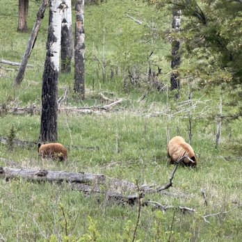 Let's Go Adventure Tours and Transportation - Bus Tours Near Me - Bozeman, Montana Let's Go Adventure Tours and Transportation - Bus Tours Near Me - Bozeman, Montana