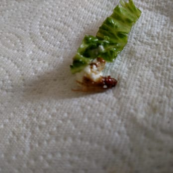 Pars Cuisine - This is what was in my salad from Pars today. I was offered a replacement salad by the owner as the best that they could do. - Persian/Iranian Near Me - Albuquerque, New Mexico
