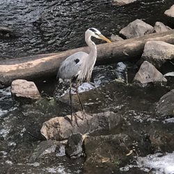 basilone park - Great Blue Heron