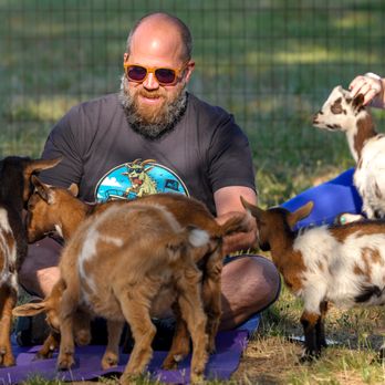 Goat Yoga CDA - Yoga Near Me Goat Yoga CDA - Yoga Near Me