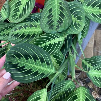 Bloom In Box - Close up of my new plant! - Florists Near Me - La Palma, California