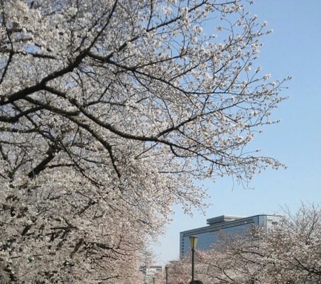 Nakanoshima Park by null