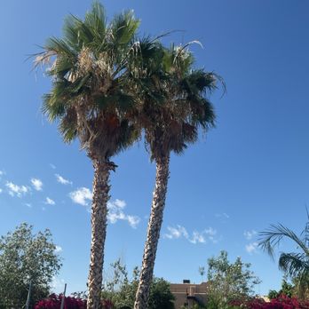 Los Parientes Landscaping - Original double palms - Landscaping Near Me