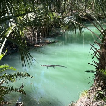 Green Springs Park - Gator chilling (warming) - Hiking Near Me - Deltona, Florida